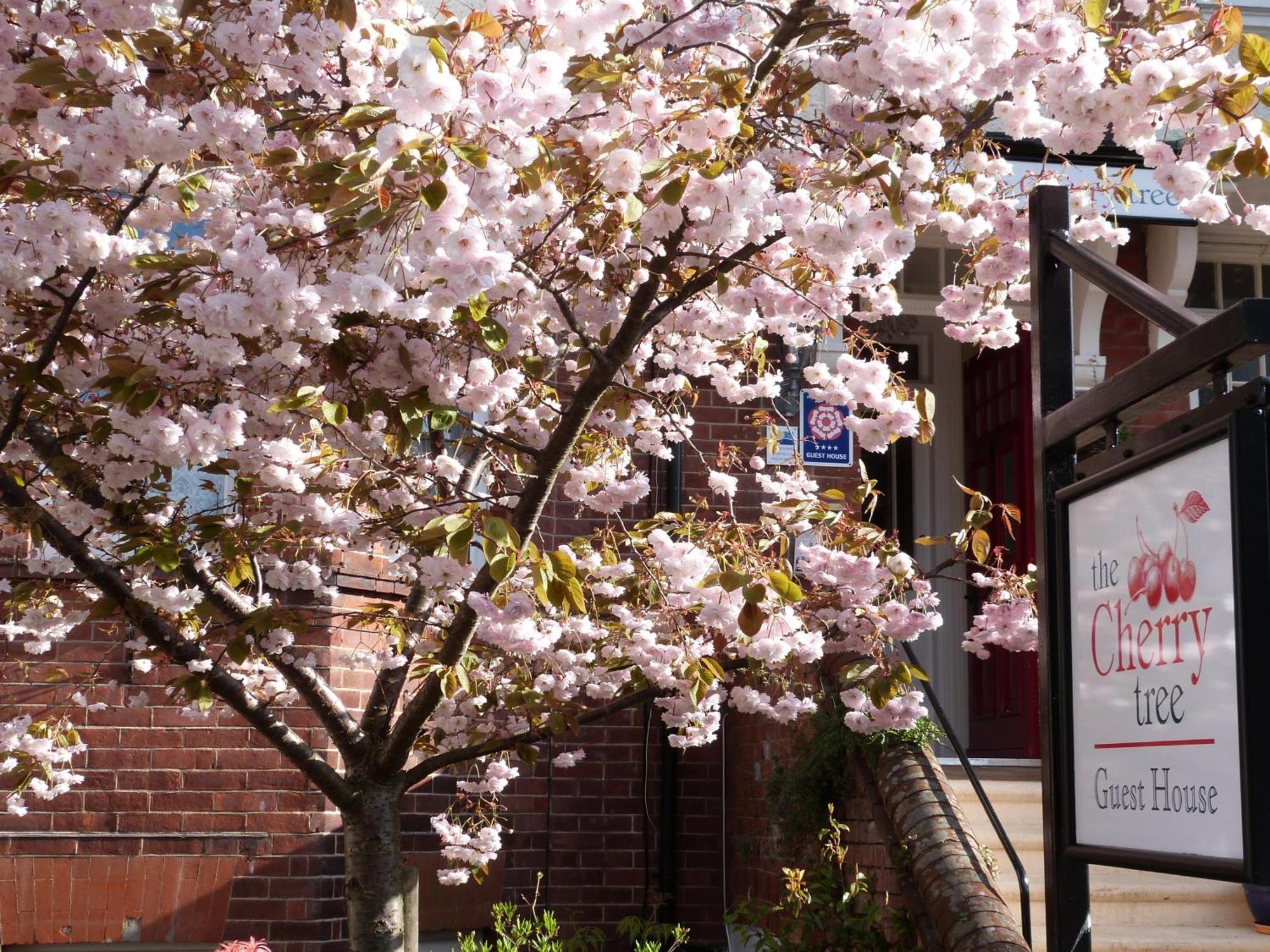 The Cherry Tree Guest House Eastbourne Dış mekan fotoğraf